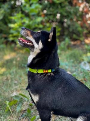 Ошейник для собак повседневный амуниция Крэйл, обхват шеи 23-35 см, полимер, зеленый – фото 1