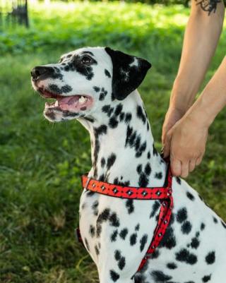 Шлейка для собак амуниция L, нейлон, красный – фото 2