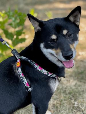 Шлейка для собак амуниция S, нейлон, мультиколор – фото 2