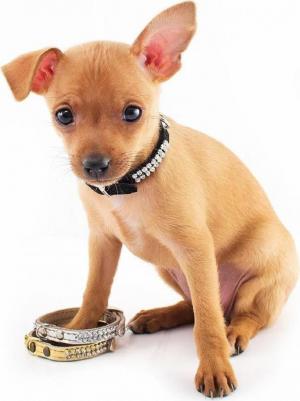 Ошейник для собак Люкс Велюр-лайт со стразами 27-30 см – фото 1