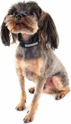 Ошейник для собак Велюр-лайт со стразами 18 см