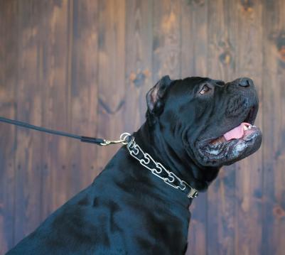 Ошейник для собак строгий 3,8мм*65см с фастексом ОС-СР 3865 – фото 2