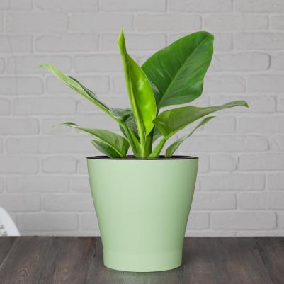 Цветочный горшок Лея М8267 зеленый черный – фото 4