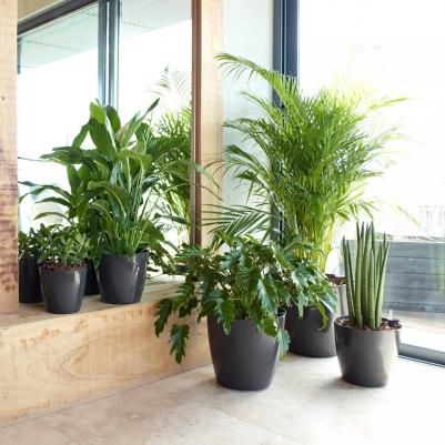 Цветочный горшок San Remo Pot антрацит – фото 1