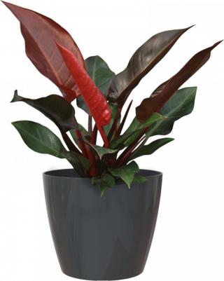 Цветочный горшок San Remo Pot антрацит – фото 6