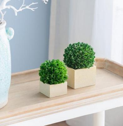Растение декоративное Самшит 11х11х14см 29395 – фото 5