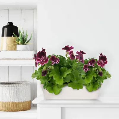 Балконный ящик М-пластика Ротанг М 3226 19 л в ассортименте – фото 4