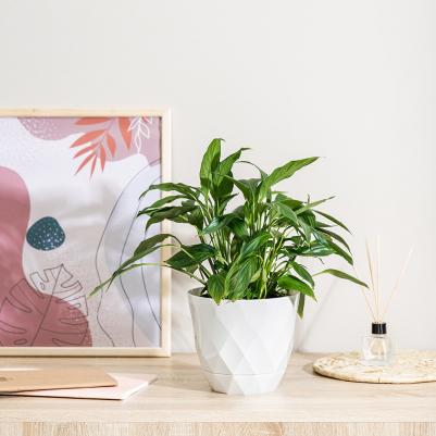 Цветочный горшок с поддоном laurel 9073790 2,3 л белый 1 шт – фото 11