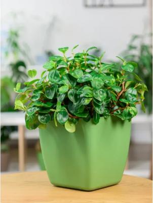 Горшок цветочный Vienna 19x19x18.7 см v5 л пластик оливковый – фото 3