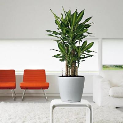 Кашпо с автополивом Classico LS серебристое 43х43х40 см – фото 4