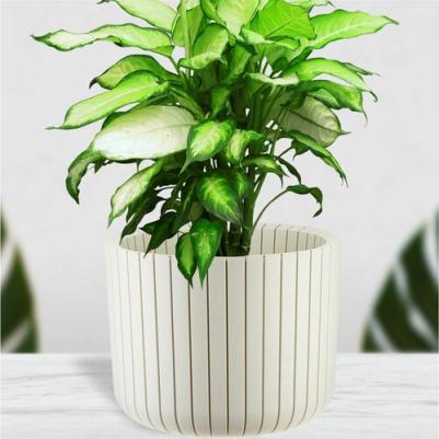 Кашпо Шато белое/коричневое (38х38х30 см)