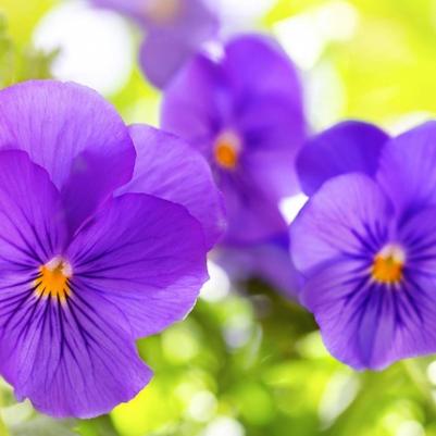 Гель для душа отшелушивающий Exfoliating Shower Gel Violet Sugar фиалка 270 мл – фото 7