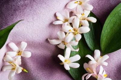 Гель для душа Jasmine Showergel-body Cleanser 250 мл – фото 1