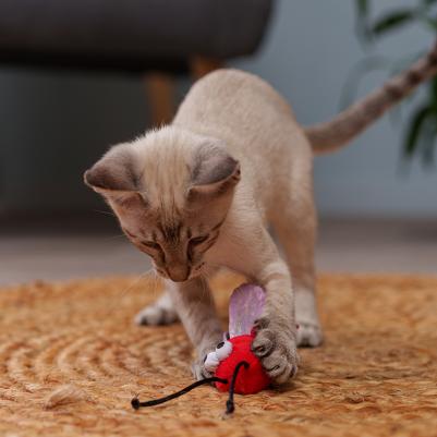 Игрушка для кошек Жук, 8х8,5х3,5 см – фото 1