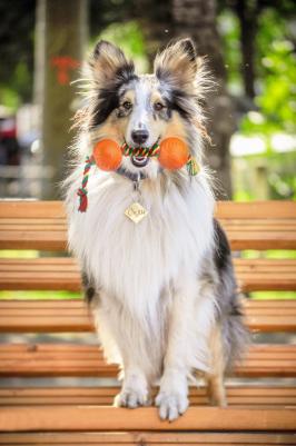 Игрушка гантель средняя канат желтый-зеленый-красный для собак – фото 4