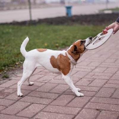 Игрушка для собак Летающий диск, диаметр 23 см, бежевый – фото 2