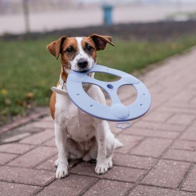 Игрушка для собак Летающий диск, диаметр 23 см, сиреневый – фото 1