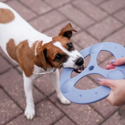 Игрушка для собак Летающий диск, диаметр 23 см, сиреневый – фото 3