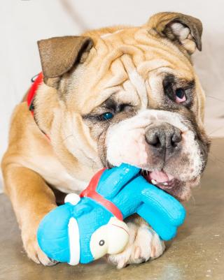 Игрушка для собак обезьянка со сладким ароматом ванили, латексная, для мелких и средних пород – фото 1