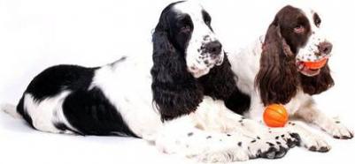 Игрушка для собак мяч 7 для мелких и средних пород оранжевый 7 см – фото 5