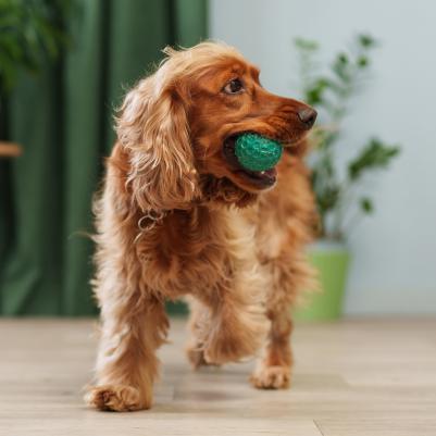 Игрушка для собак Мяч 5,5 см – фото 2