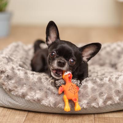 Игрушка для собак Птица, 13 см – фото 2