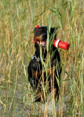 Апорт для собак Lighthouse Маяк из литой резины Красно-белый, 25 см – фото 2