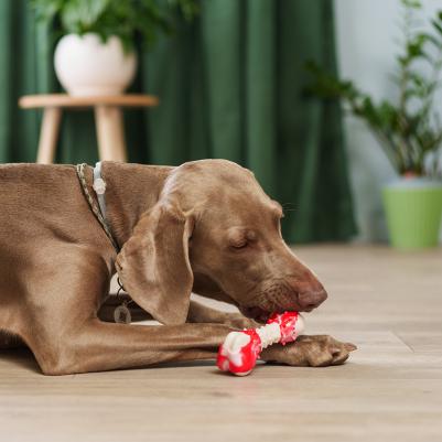 Игрушка для собак Косточка 16 см – фото 4