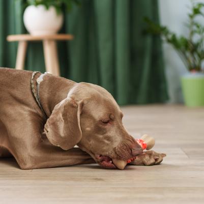 Игрушка для собак Косточка 20 см 4680368418196 – фото 2