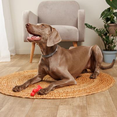 Игрушка для собак Косточка, M, 13,5х5х5 см – фото 3