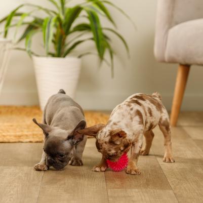 Игрушка для собак Мяч, 6 см 4680368153332 – фото 2