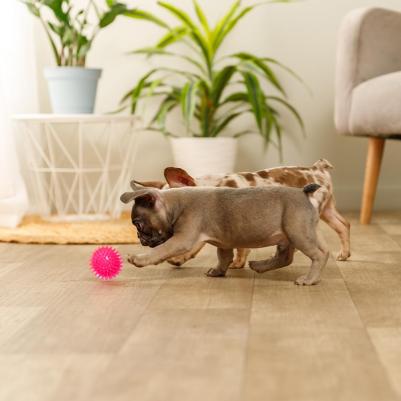 Игрушка для собак Мяч, 6 см 4680368153332 – фото 4