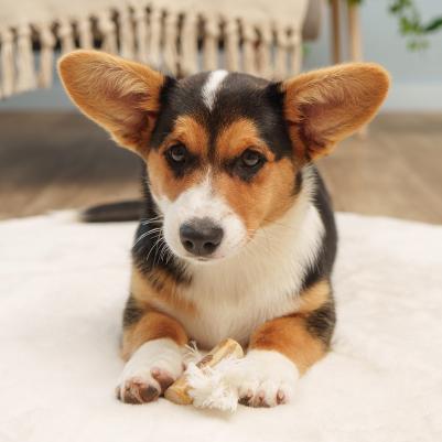 Игрушка для собак Палочка из кофейного дерева с веревкой, 7,7х2,7 см – фото 3