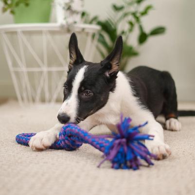 Игрушка для собак Веревка, 40 см – фото 1