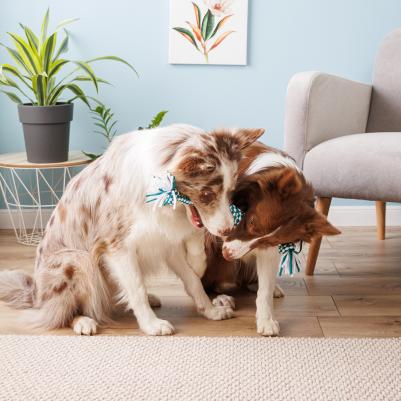 Игрушка веревочная для собак, 43 см – фото 4