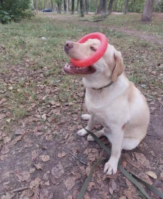 Игрушка AROMA для собак из термопластичной резины "Кольцо" 4680384012514 – фото 4