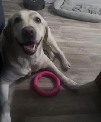 Игрушка AROMA для собак из термопластичной резины "Кольцо" 4680384012514 – фото 5