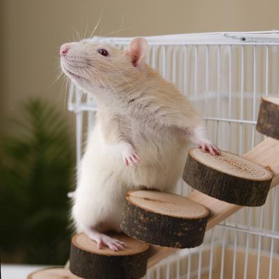 Лесенка из спилов для птиц и грызунов 5 ступенек, 30 см – фото 6