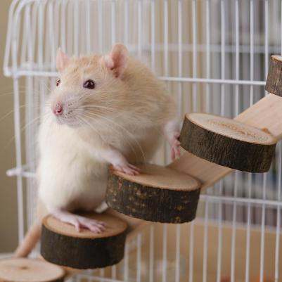 Лесенка из спилов для птиц и грызунов 5 ступенек, 30 см – фото 8