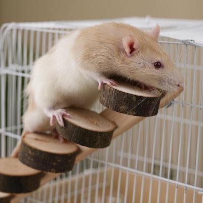 Лесенка из спилов для птиц и грызунов 5 ступенек, 30 см – фото 9