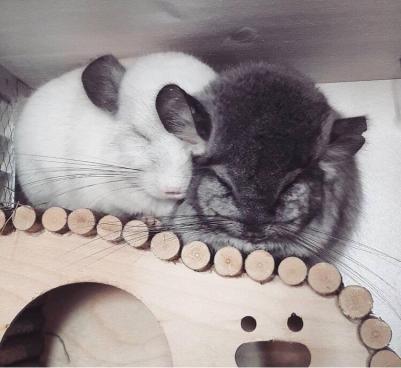 Домик для грызунов Волна 28х16х15 см – фото 2