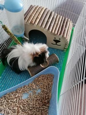 Домик для грызунов Волна 28х16х15 см – фото 7