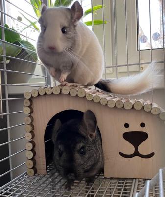 Домик для грызунов Волна 28х16х15 см – фото 9