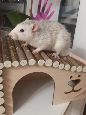 Домик для грызунов Волна 28х16х15 см – фото 11