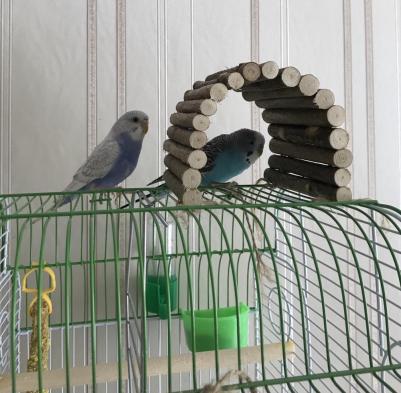 Игрушка для грызунов Мост деревянный средний 25х12 см – фото 2