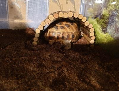 Игрушка для грызунов Мост деревянный средний 25х12 см – фото 3