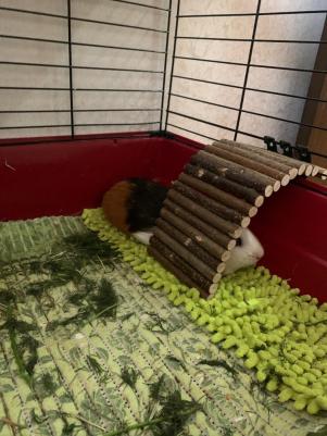 Игрушка для грызунов Мост деревянный средний 25х12 см – фото 4