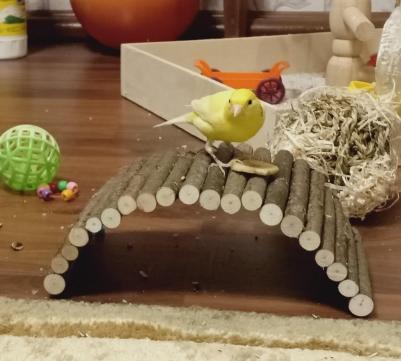 Игрушка для грызунов Мост деревянный средний 25х12 см – фото 8