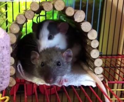 Игрушка для грызунов Мост деревянный средний 25х12 см – фото 10