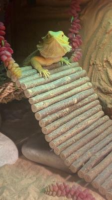 Игрушка для грызунов Мост деревянный средний 25х12 см – фото 13